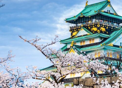 Japan Cherry Blossom